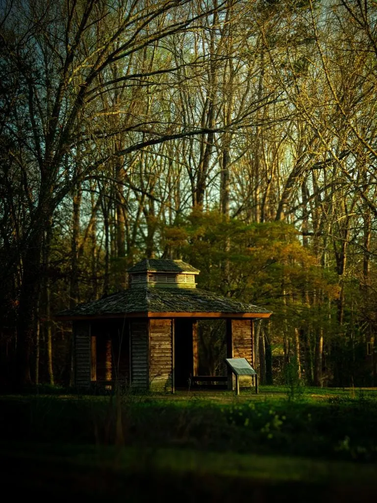 Forest cabin — golden hour