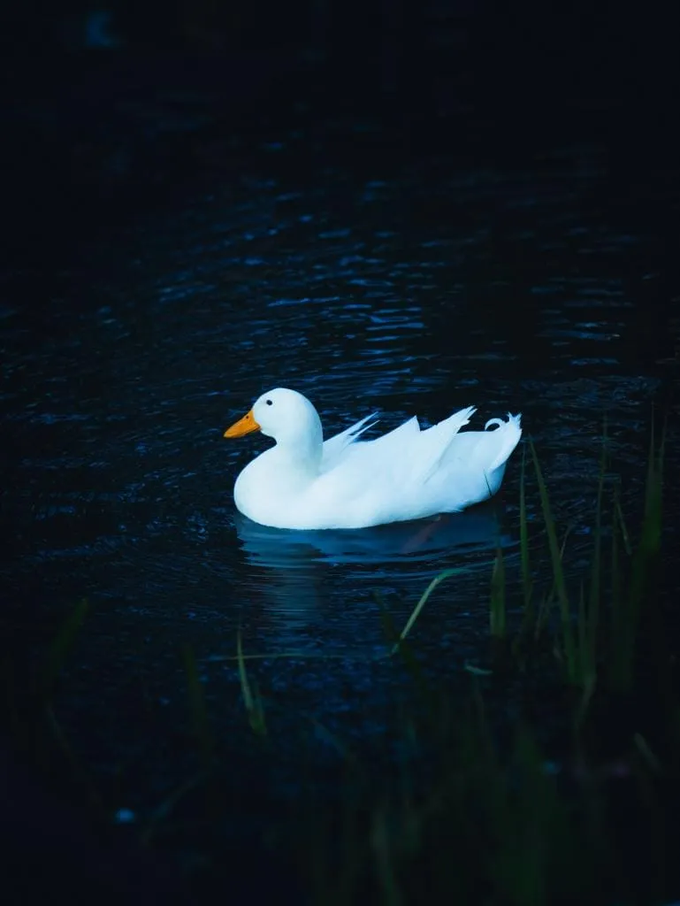 White duck — blue hour